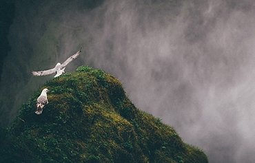 birds